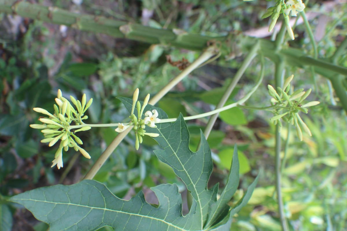 Carica papaya L.